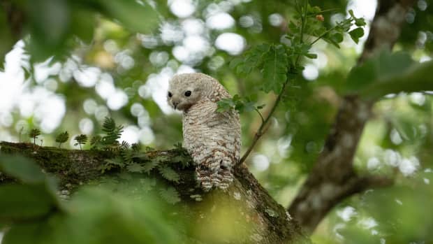 一个少年Potoo坐落在哥斯达黎加的森林里的一个分支。这个有趣的鸟最出名的是它的可怕的晚上在丛林中。