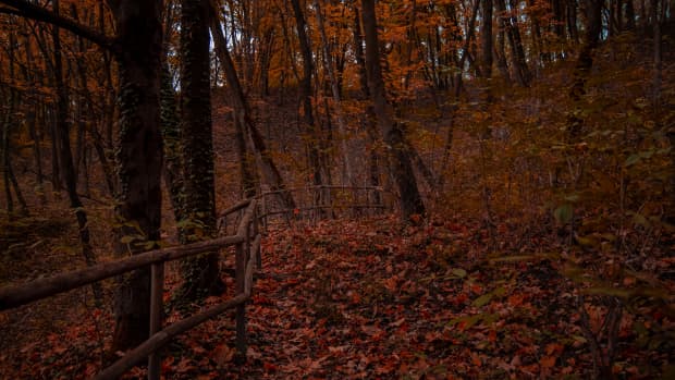 森林在秋木栅栏跑进了树林。