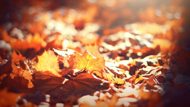 橙色,秋天的叶子在一片阳光。
