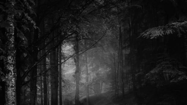 晚上令人毛骨悚然的污垢路径通过茂密的森林。